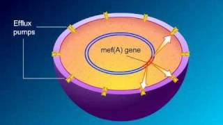 Macrolides Mechanisms of Action and Resistance [upl. by Kcirednek]