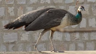 Female Indian peafowl calling  Indian peahen calling [upl. by Aggappora]