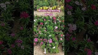 Flowering plants youtube yt shashi6928 [upl. by Kela973]