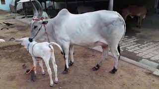 BEAUTIFUL KANGAYAM COW WITH CALF [upl. by Grefe621]