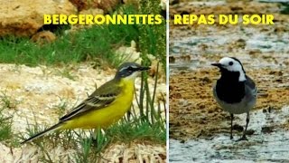 Bergeronnette grise et Bergeronnette des ruisseaux [upl. by Gilemette535]