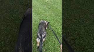 German shepherd tracking work germanshepherd gsd k9 dog tracking [upl. by Yliram]