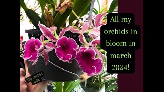 All my orchids in bloom Update March 2024 [upl. by Aidile]