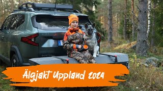 Älgjakt Uppland 2024 4K [upl. by Noreht]