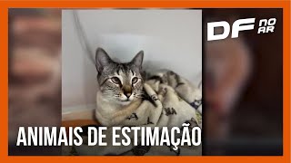 Animais de estimação podem diminuir solidão e melhorar saúde mental do ser humano  DF no Ar [upl. by Anilam]