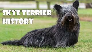 Podcast 151 Skye Terrier History  From Rocky Scotland to British Royalty [upl. by Rese]