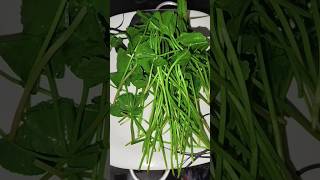 How to make centella asiatica leaves salad gotukola sambal [upl. by Yorle]