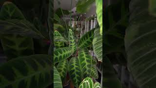 Man kann nicht alle Pflanzen mögen  Calathea Fan zimmerpflanzen [upl. by Elspet226]