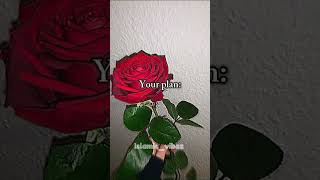 Your plan vs Allahs plan explore Islam love viralshort [upl. by Hendricks]