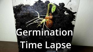 Germination Of A Seed Time Lapse [upl. by Humble]