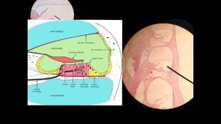 Cochlea Histology Histology [upl. by Akeim]