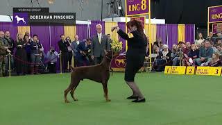 Doberman Pinschers  Breed Judging 2019 [upl. by Maya899]