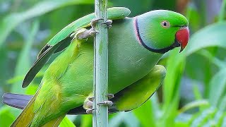 Parrot Sound Videos Compilation [upl. by Eceirtal]