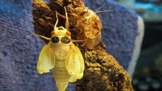 17 Year Cicadas Hatching Timelapse [upl. by Novaj]