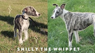 Meet Snilly Whippet Puppy to 1 Year Old [upl. by Nomahs761]