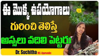 పిచ్చికుసుమ ఉపయోగాలు  pichi kusuma beauty tips  argemone mexicana in telugu  Health Tree [upl. by Malvin]