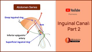 Inguinal Canal Part2 Comprehensive Anatomy Guide  Abdomen Anatomy Series [upl. by Ettigirb]