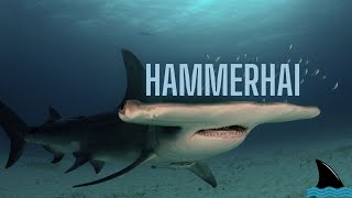 Hammerhai Unsere Meere Folge 1 Hammerhai Doku [upl. by Rezzani]