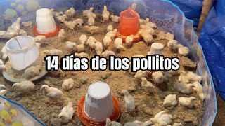 Cómo CRIAR POLLOS DE ENGORDEAvances de campaña [upl. by Radbun955]