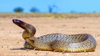 Hunting The Worlds Most VENOMOUS Snake Inland Taipan [upl. by Kara-Lynn]