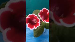 gloxinia shortsfeed flowers flowers [upl. by Dee]