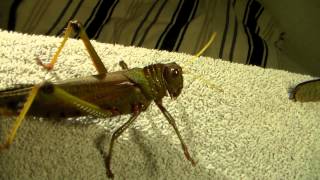 Giant grasshoppers Tropidacris collaris [upl. by Ardisj]