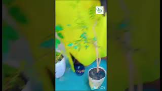 🇲🇷 Les jeunes plantes horticole agriculture entrepreneur afrique farming investissement [upl. by Thierry15]