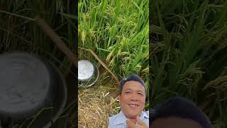 Sử dụng sức nước đuổi chim phá lúa farming farmer agriculture [upl. by Stucker]