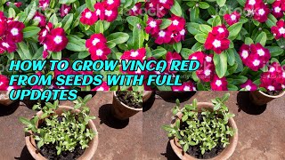 HOW TO GROW VINCA RED OR PERIWINKLE FROM SEEDS WITH FULL UPDATES [upl. by Minerva]