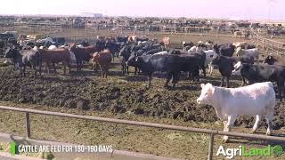 Wrangler Feedyard Texas US [upl. by Nira]