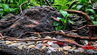 My 2 Month Old Nano Aquarium With Red Fire Cherry Shrimp And Dwarf Rasboras [upl. by Bostow]