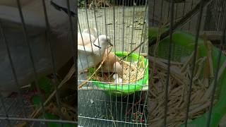 শখের ঘুঘু পাখি  Dove Bird in Village Home  shorts 😊 [upl. by Africah955]