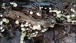 Opportunistic community of basidiomycetes Crepidotus Trametes Trichaptum [upl. by Richers]