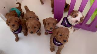 Labradoodle Puppies [upl. by Capon]