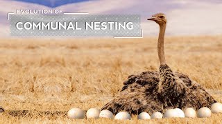 How Ostriches Evolved to Lay Eggs in a Joint Nest [upl. by Joey626]