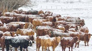 American Ranchers Raise Millions Of Cattle In Snow Season This Way  Livestock Farming [upl. by Martinsen]