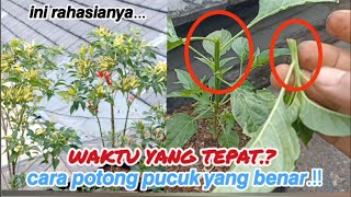 potong pucuk pohon cabe yang benaragar berbuah lebatcabe potongpucuk garden [upl. by Krum170]