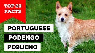 99 of Portuguese Podengo Pequeno Dog Owners Dont Know This [upl. by Sanger]