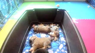 Shiba Inu Puppy Cam  KTeam  Day 27  AM [upl. by Nedrah]