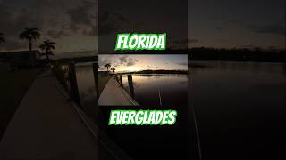 everglades fishingvideo fishing florida fish explore outdoorlife outdoors fishinglife [upl. by Endora175]