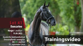 Auktionsfestival Training Lot 41 Dancarino Hengst v Dimaggio Black  Escolar [upl. by Magnum267]