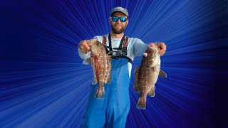 Feeding a frigate by hand snowy grouper and blackbelly rose fish [upl. by Cuthburt]