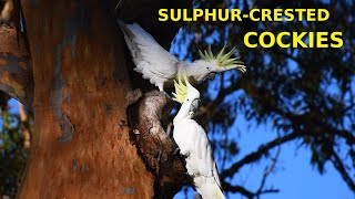 Sulphurcrested Cockatoos Calling amp Displaying [upl. by Dnaletak]