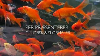 Viden om guldfisk og slørhaler fra Super Koi Havedamscenter Per fra superkoidk fortæller om fisk [upl. by Izy758]