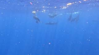 Pilot whales in Tenerife Spain [upl. by Lasonde]