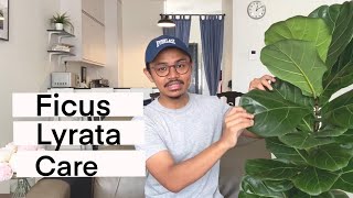 GARDENING  Care tips for the Ficus Lyrata fiddle leaf fig [upl. by Eiffub]