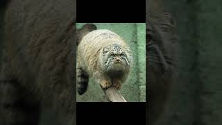 Pallass cat manul Manul is grinding its paws on a tree😺😺 [upl. by Bergmann879]