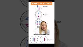 How Cell Cycle Mitosis Works shorts [upl. by Aneral]