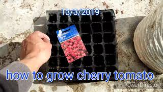 How to grow cherry tomato part1 زراعة الطماطم الشيري الجزء الاول انبات البذور [upl. by Maurene515]