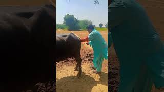 Today Performed Artificial Insemination in Buffalo Breed District Hyderabad 🌹 [upl. by Stronski]